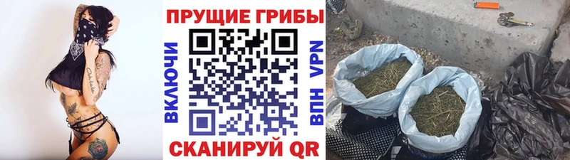 наркотики  Петров Вал  Галлюциногенные грибы Psilocybe 
